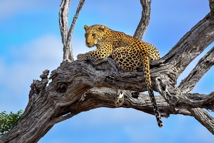 2 Day Kruger Safari from Johannesburg - Photo 1 of 11